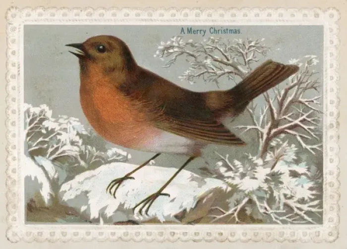 Framed Print : Robin in Snow Framed Print : Robin in Snow