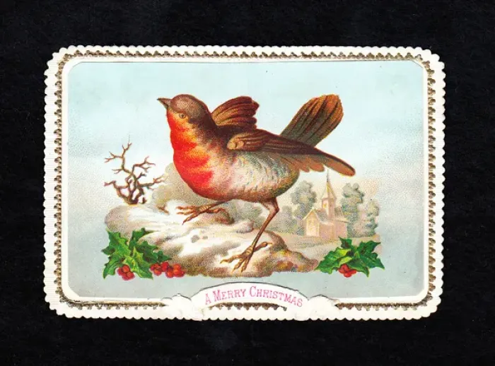 Framed Print : Robin in the snow with holly on a Christmas card Framed Print : Robin in the snow with holly on a Christmas card