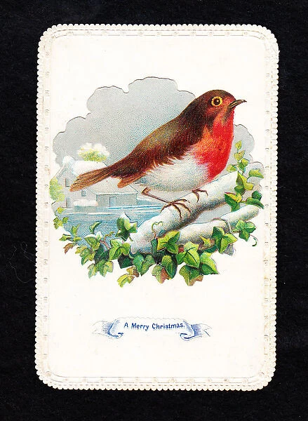 Robin in the snow with ivy on a Christmas card