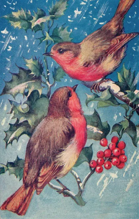 Framed Print : Robins. Christmas. Two robins on a holly bough. Date: circa 1912