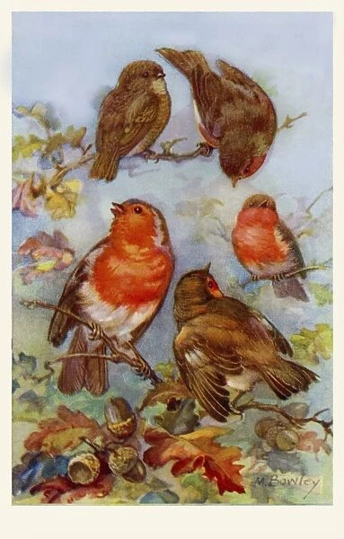 Robins. From a series of postcards.. 1937