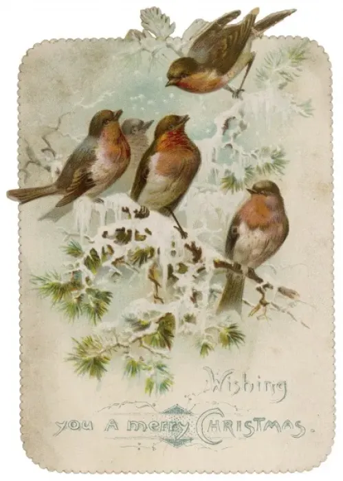 Framed Print : Robins on a Branch Framed Print : Robins on a Branch