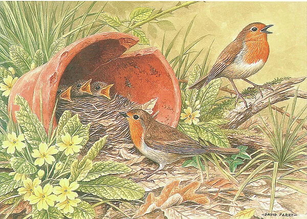 Robins British Birds Watercolour painting David