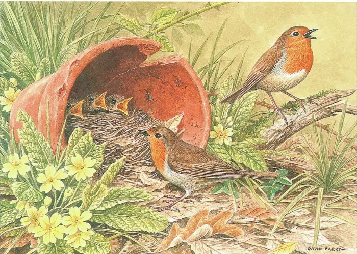 Framed Print : Robins British Birds Watercolour painting David Framed Print : Robins British Birds Watercolour painting David