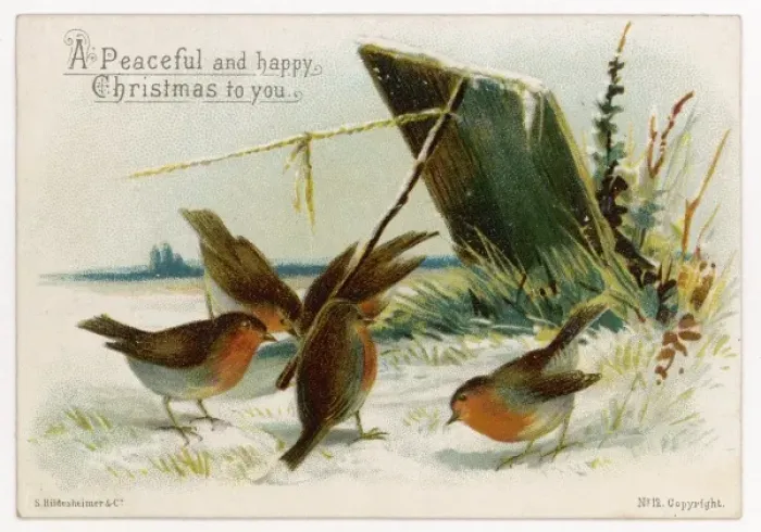 Framed Print : Robins Near Trap Framed Print : Robins Near Trap