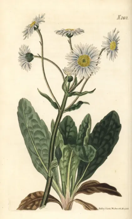 Framed Print : Robins plantain, Erigeron pulchellus Framed Print : Robins plantain, Erigeron pulchellus