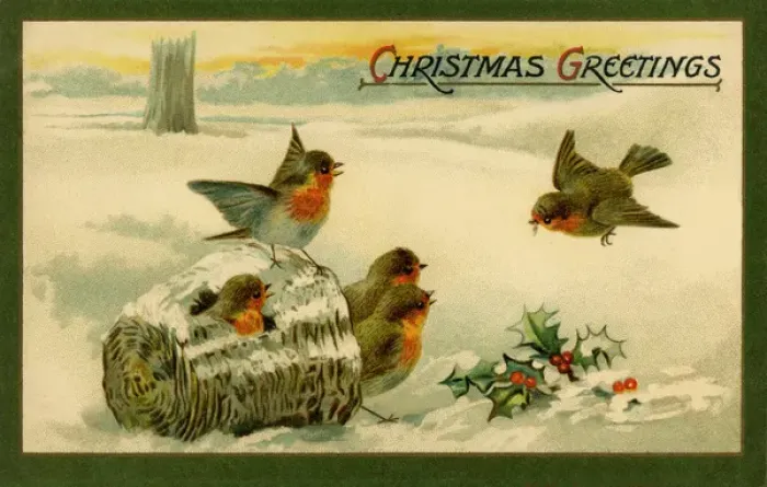 Framed Print : Robins in a snow scene Framed Print : Robins in a snow scene