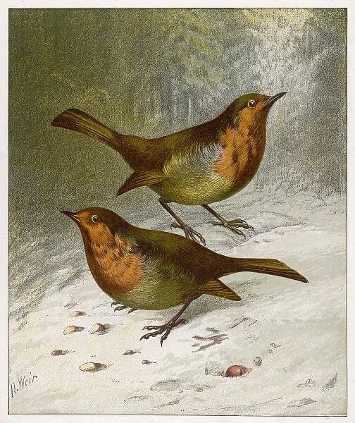 Two Robins in Winter 19C
