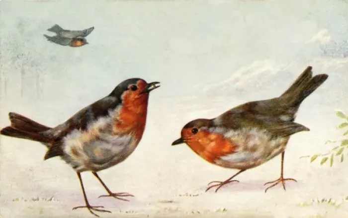 Framed Print : Robins in wintry landscape Framed Print : Robins in wintry landscape