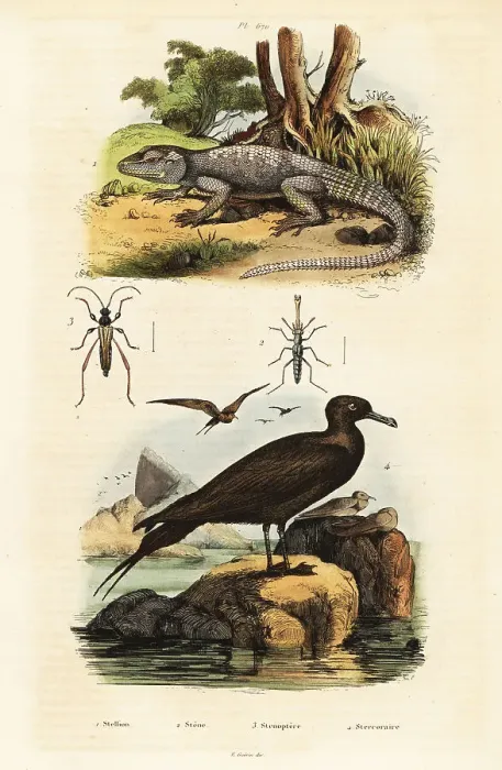 Framed Print : Rock agama and parastic jaeger Framed Print : Rock agama and parastic jaeger