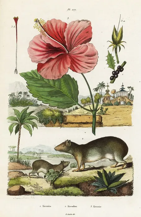 Framed Print : Rock cavy and Chinese hibiscus Framed Print : Rock cavy and Chinese hibiscus