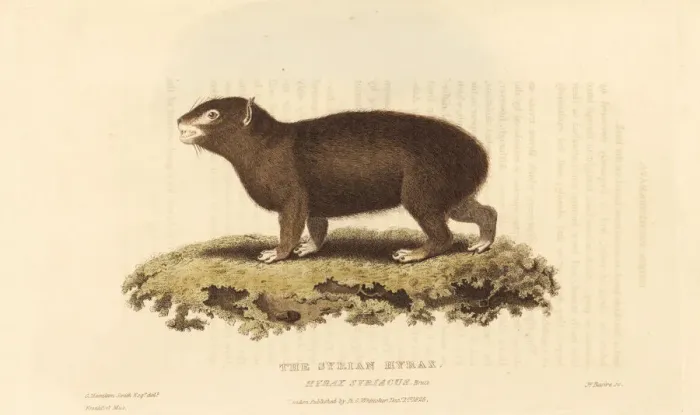 Framed Print : Rock hyrax, Procavia capensis Framed Print : Rock hyrax, Procavia capensis