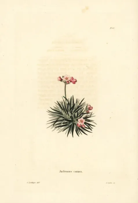 Framed Print : Rock jasmine, Androsace laggeri Framed Print : Rock jasmine, Androsace laggeri