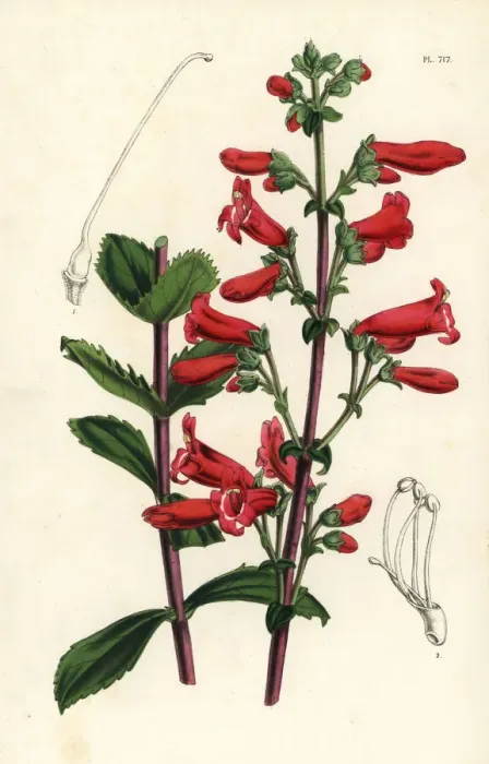 Framed Print : Rock penstemon, Penstemon baccharifolius Framed Print : Rock penstemon, Penstemon baccharifolius