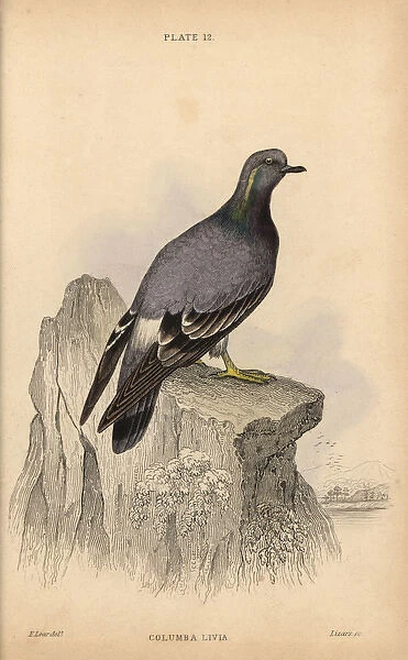 Rock pigeon, Columba livia