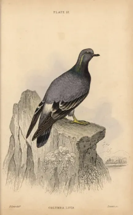 Framed Print : Rock pigeon, Columba livia Framed Print : Rock pigeon, Columba livia
