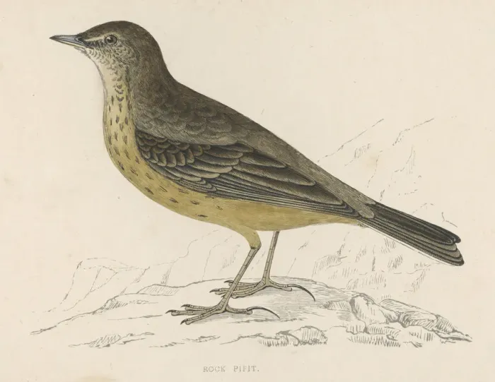Framed Print : Rock Pipit (Morris) Framed Print : Rock Pipit (Morris)