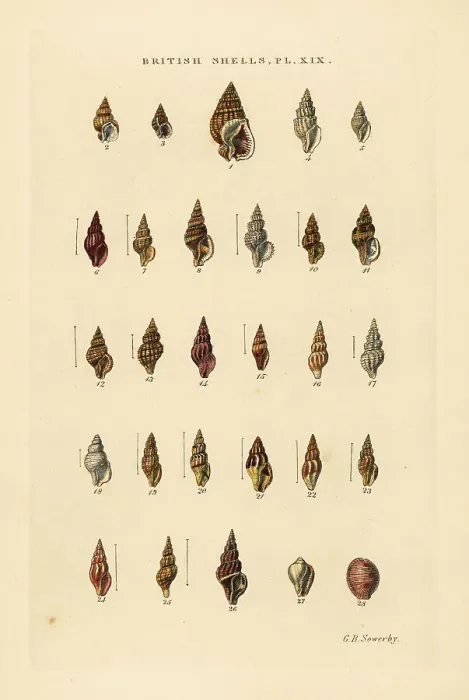Framed Print : Rock snails, Tritia, Nassa, Mangelia, Erato, Cypraea, etc Framed Print : Rock snails, Tritia, Nassa, Mangelia, Erato, Cypraea, etc
