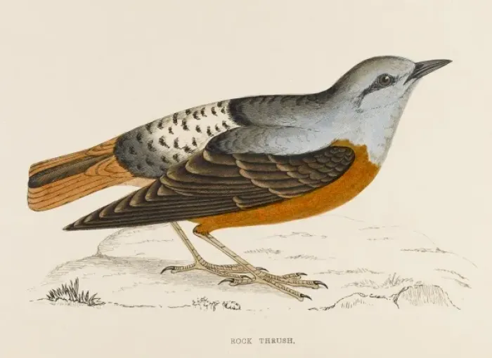 Framed Print : Rock Thrush (Morris) Framed Print : Rock Thrush (Morris)