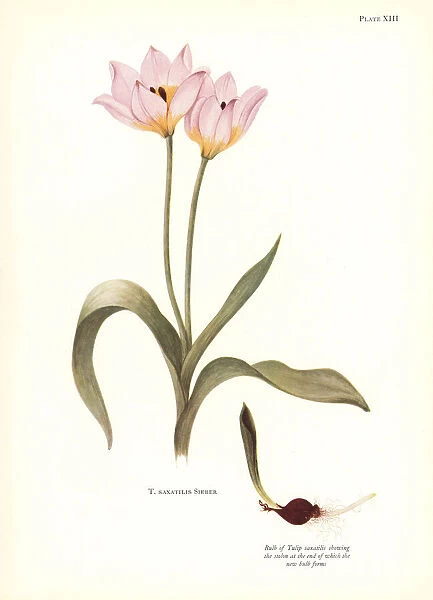 Rock tulip, Tulipa saxatilis