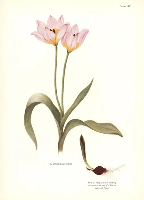 Framed Print : Rock tulip, Tulipa saxatilis Framed Print : Rock tulip, Tulipa saxatilis