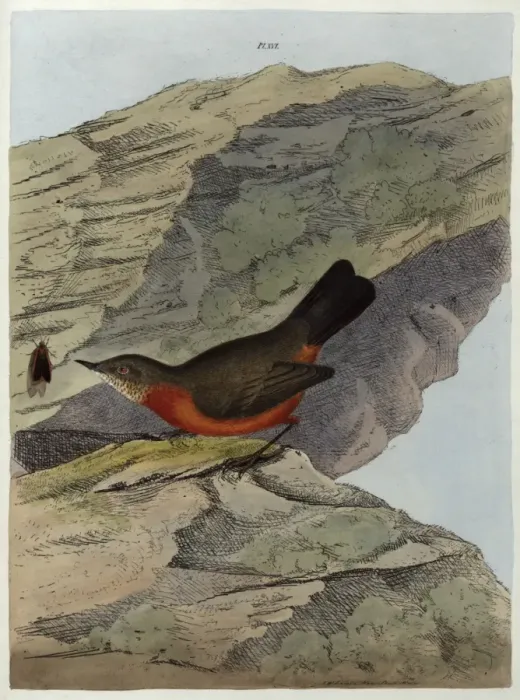 Framed Print : Rock Warbler from New South Wales, Australia Framed Print : Rock Warbler from New South Wales, Australia
