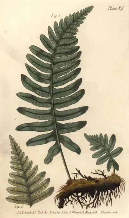 Framed Print : Rockcap fern or polypody, Polypodium vulgare, Filices Framed Print : Rockcap fern or polypody, Polypodium vulgare, Filices