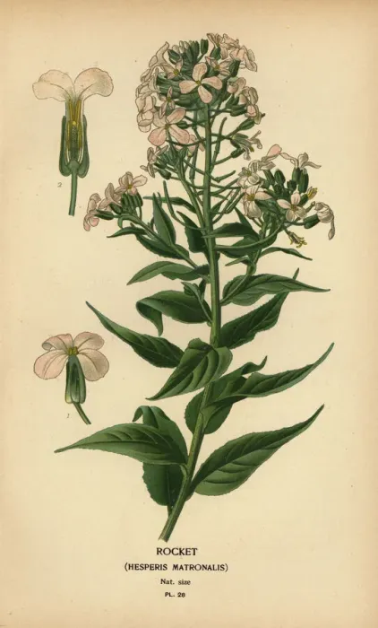 Framed Print : Rocket, Hesperis matronalis Framed Print : Rocket, Hesperis matronalis