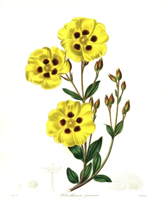 Framed Print : Rockrose, Halimium lasianthum subsp. formosum