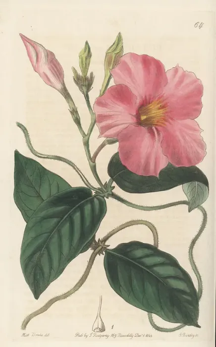Framed Print : Rocktrumpet, Mandevilla martiana Framed Print : Rocktrumpet, Mandevilla martiana
