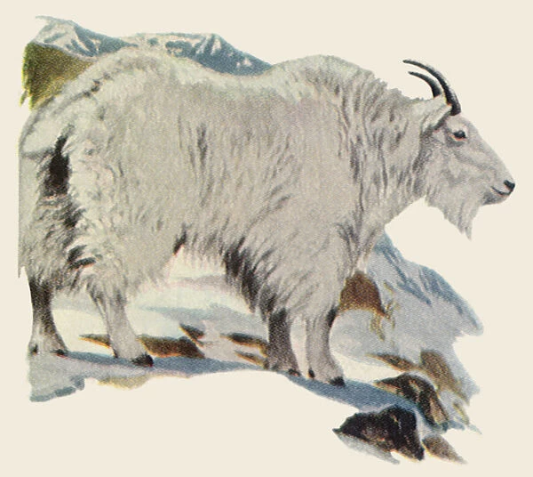 Rocky Mountain Goat Date: 1948