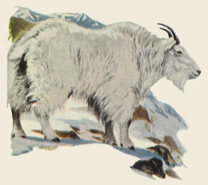 Framed Print : Rocky Mountain Goat Date: 1948