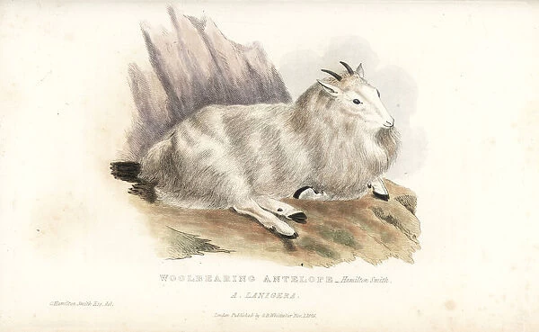 Rocky Mountain goat, Oreamnos americanus
