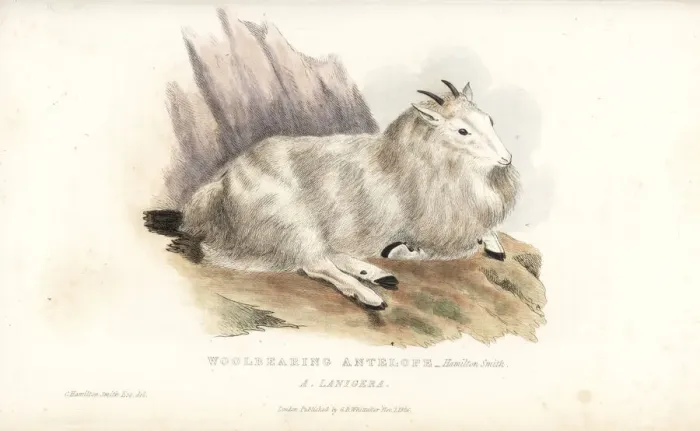 Framed Print : Rocky Mountain goat, Oreamnos americanus Framed Print : Rocky Mountain goat, Oreamnos americanus