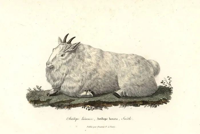 Framed Print : Rocky Mountain goat, Oreamnos americanus Framed Print : Rocky Mountain goat, Oreamnos americanus