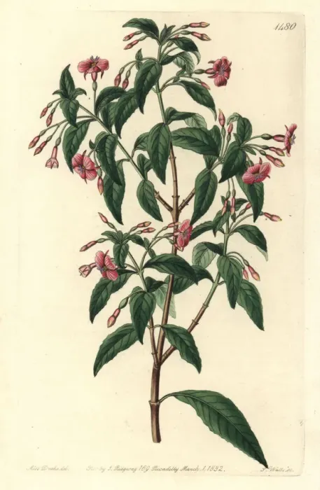Framed Print : Rod-branched fuchsia, Fuchsia bacillaris Framed Print : Rod-branched fuchsia, Fuchsia bacillaris