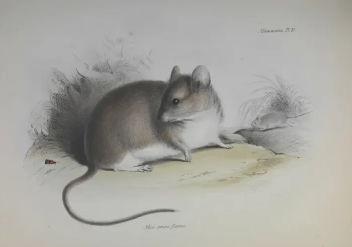 Framed Print : Rodent. An illustration (Plate 21, Mammals) from the Zoology of the Beagle Framed Print : Rodent. An illustration (Plate 21, Mammals) from the Zoology of the Beagle