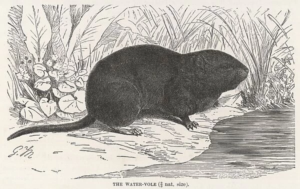 Rodent  /  Water Vole