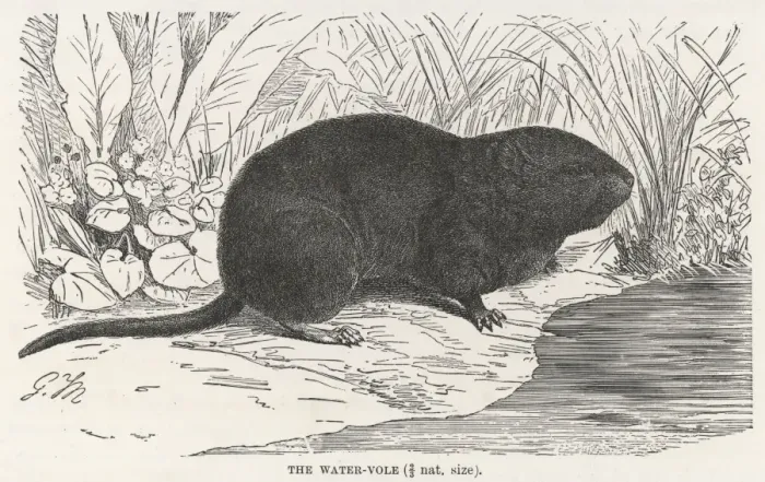 Framed Print : Rodent / Water Vole Framed Print : Rodent / Water Vole