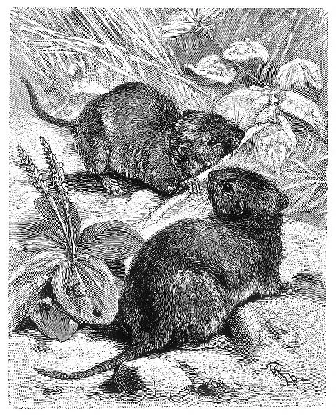 Rodents  /  Field Voles