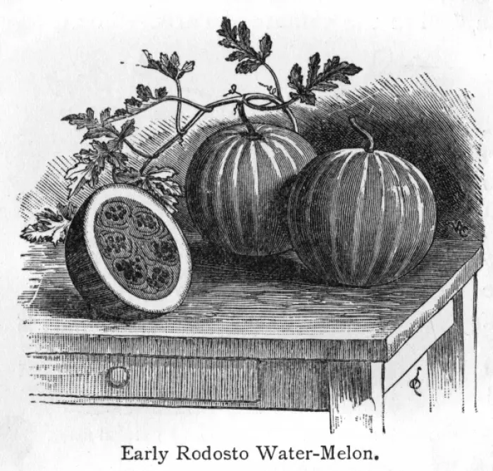 Framed Print : Rodosto Water Melon Framed Print : Rodosto Water Melon