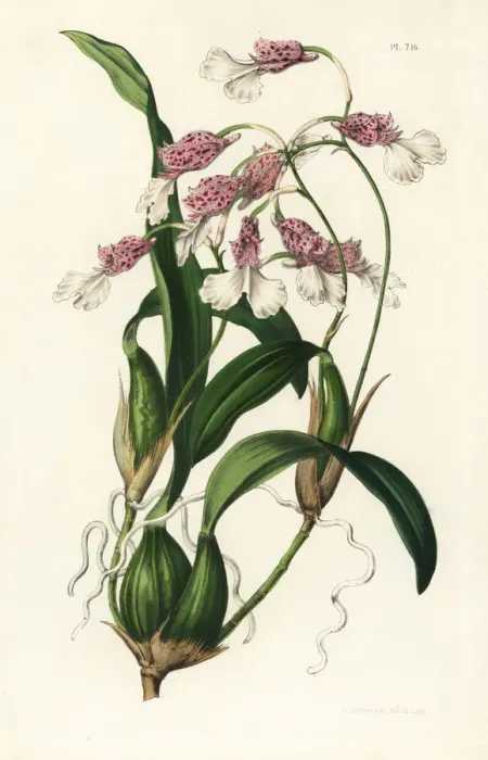 Framed Print : Rodriguezia decora orchid Framed Print : Rodriguezia decora orchid