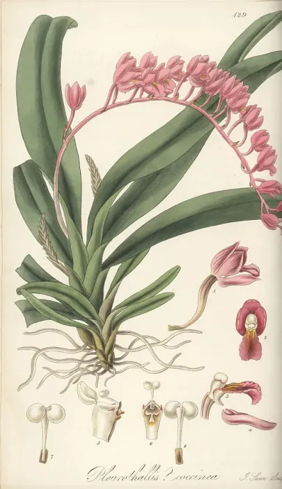 Framed Print : Rodriguezia lanceolata orchid Framed Print : Rodriguezia lanceolata orchid