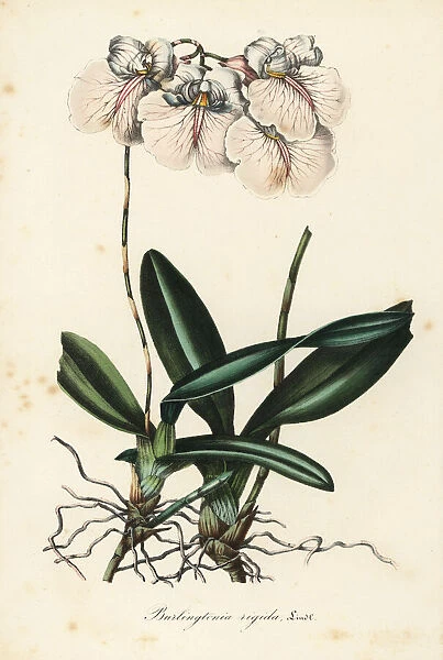 Rodriguezia rigida orchid