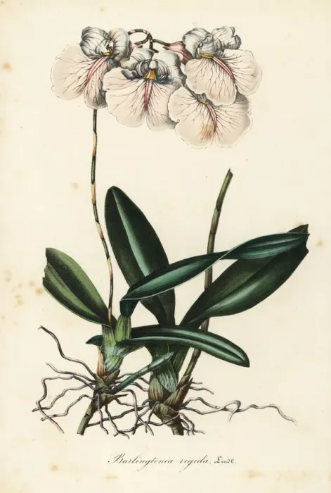 Framed Print : Rodriguezia rigida orchid Framed Print : Rodriguezia rigida orchid