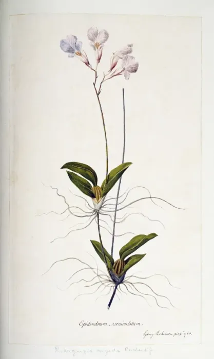 Framed Print : Rodriguezia rigida, orchid Framed Print : Rodriguezia rigida, orchid