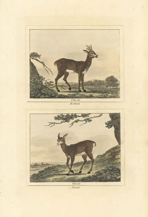 Framed Print : Roe deer, Capreolus capreolus Framed Print : Roe deer, Capreolus capreolus