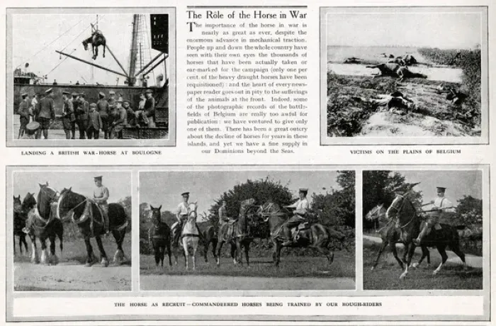 Framed Print : The Role of the horses in WWI 1914 Framed Print : The Role of the horses in WWI 1914