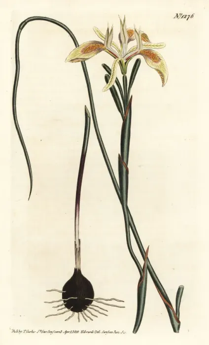 Framed Print : Rolled-leaved moraea, Moraea angusta Framed Print : Rolled-leaved moraea, Moraea angusta