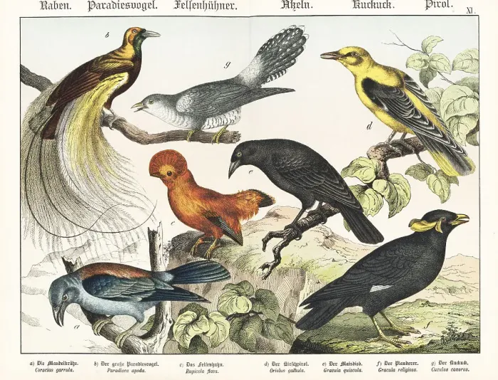 Framed Print : Roller, bird of paradise, cock of the rock, etc Framed Print : Roller, bird of paradise, cock of the rock, etc